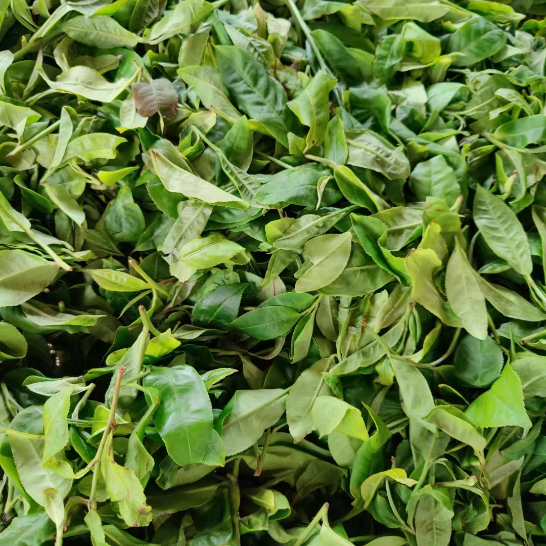 2019春【紫芽高杆单株】200克 普洱茶 紧压茶