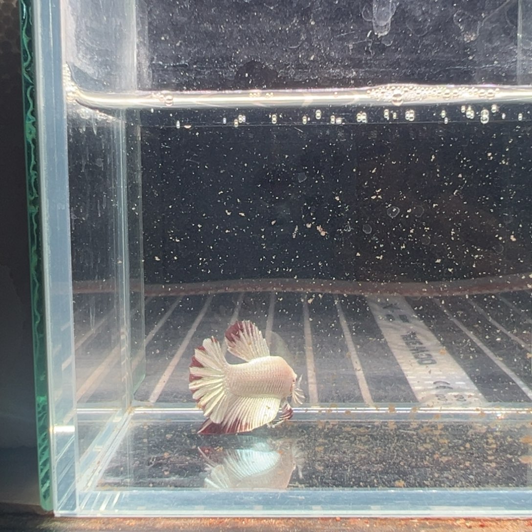 海水鱼热带鱼斗鱼3号