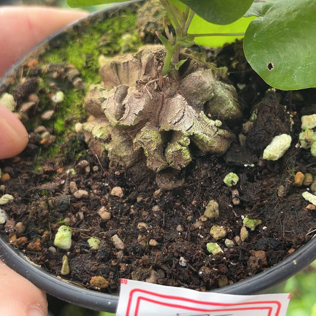 龟甲龙一物一拍175号
