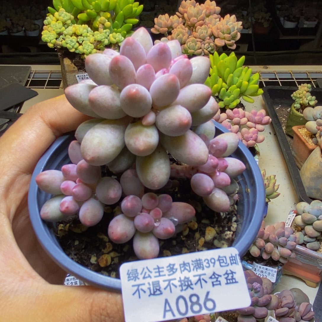 086香水手指奶多肉7cm