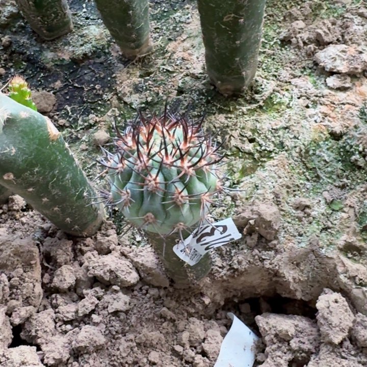 2130黑刺逆爆丸仙人球