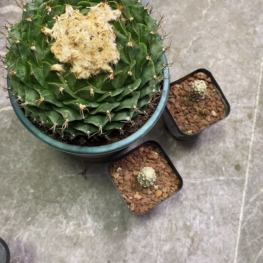 刁***主一物一棵三颗仙人球