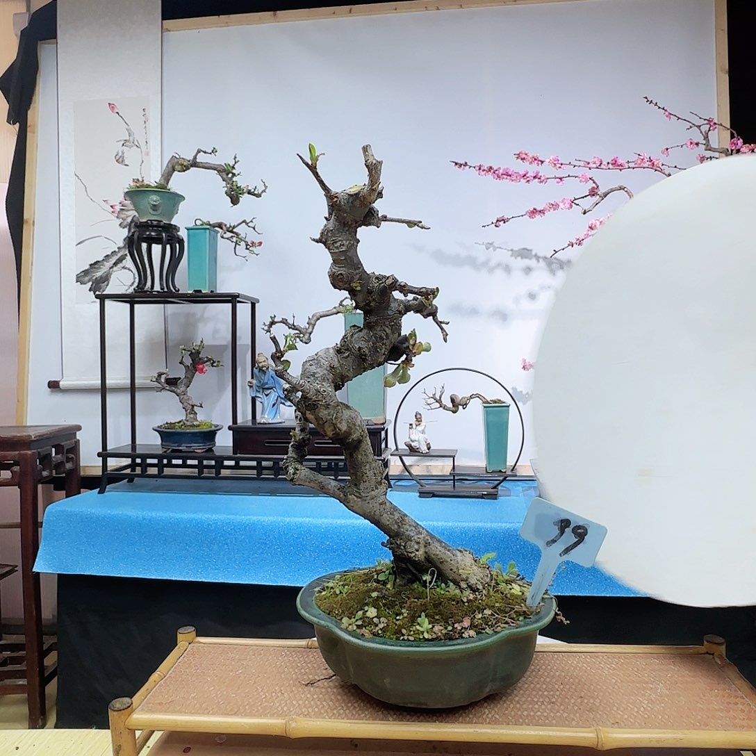 红陶景*f g n k k