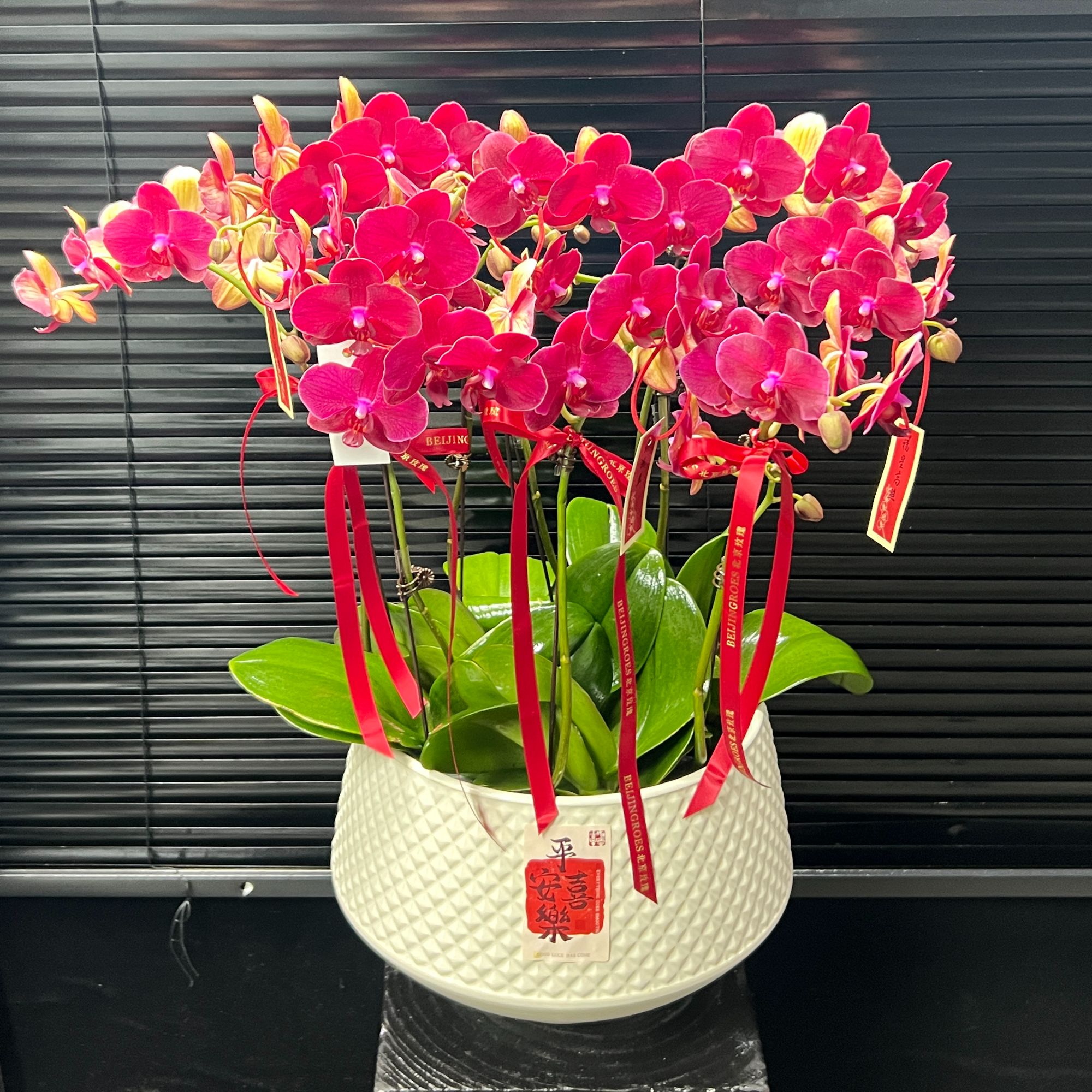 大颗恭喜发财蝴蝶兰