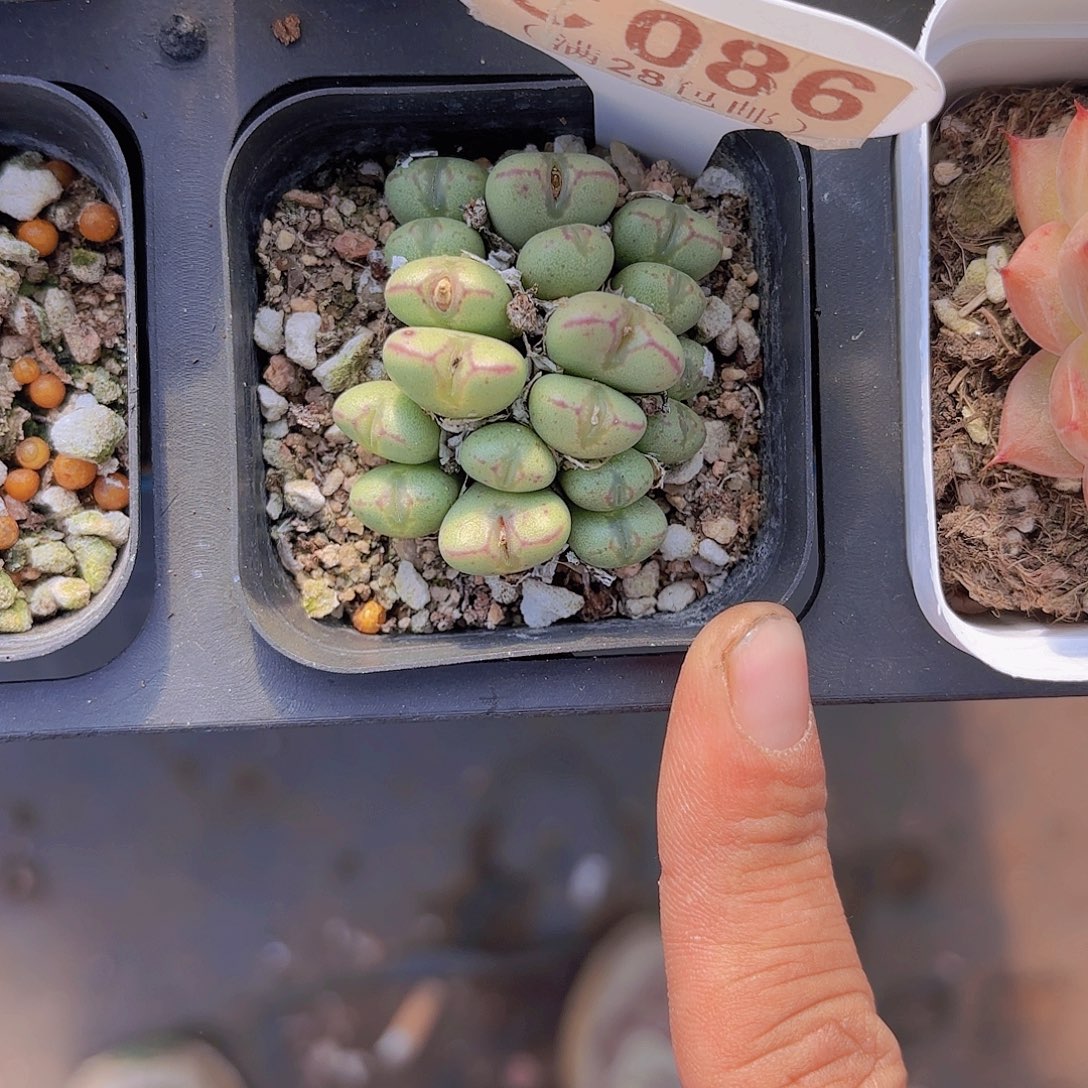 C086口笛一物一拍