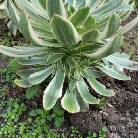 490青莲满25包邮多肉