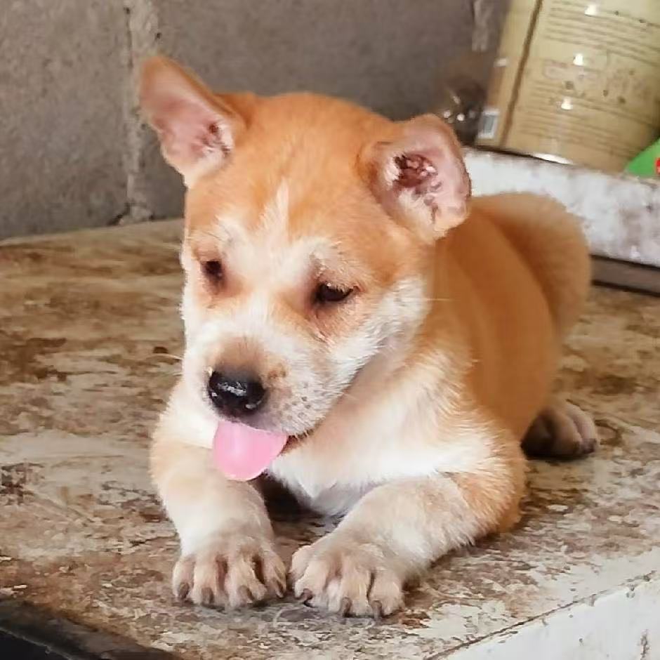 中华田园犬小土狗看家护院萌宠