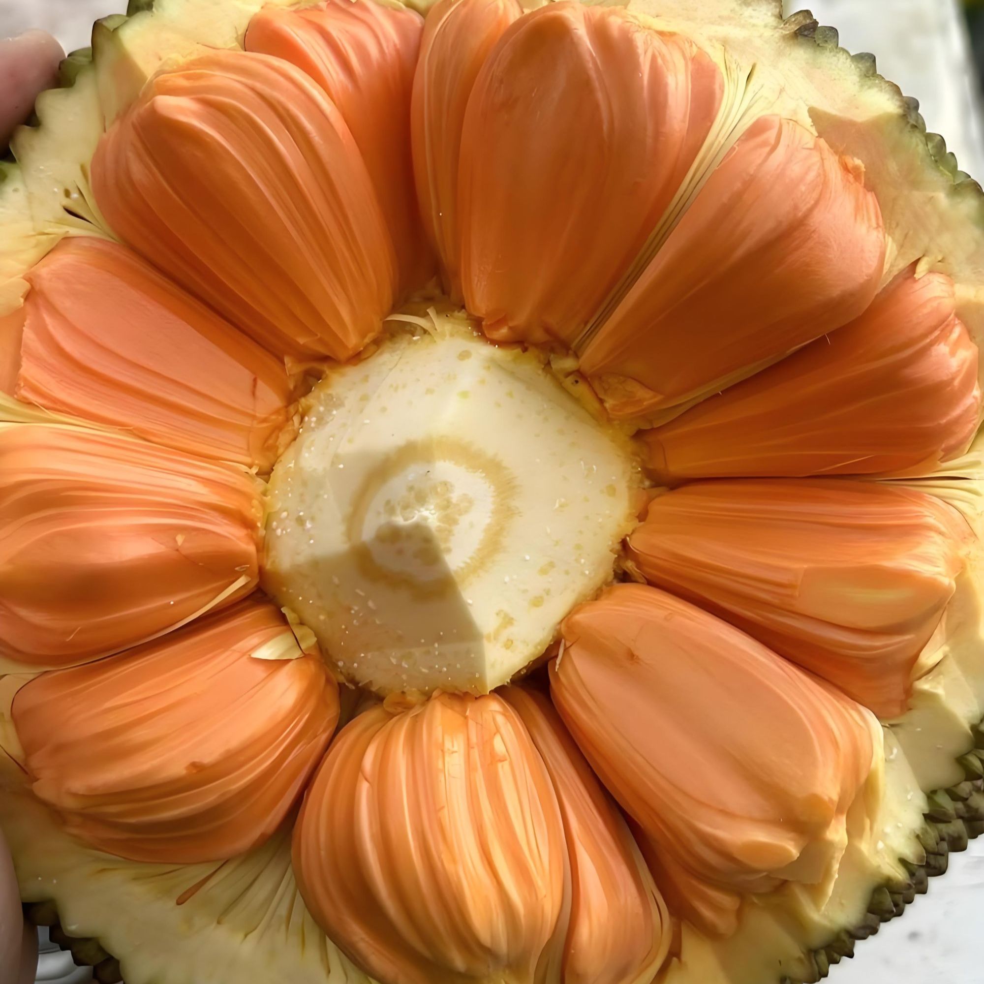 印尼红肉菠萝蜜香甜可口精品A果送礼专属12-19斤（生切不包售后）坏果按比例赔付热带水果越南