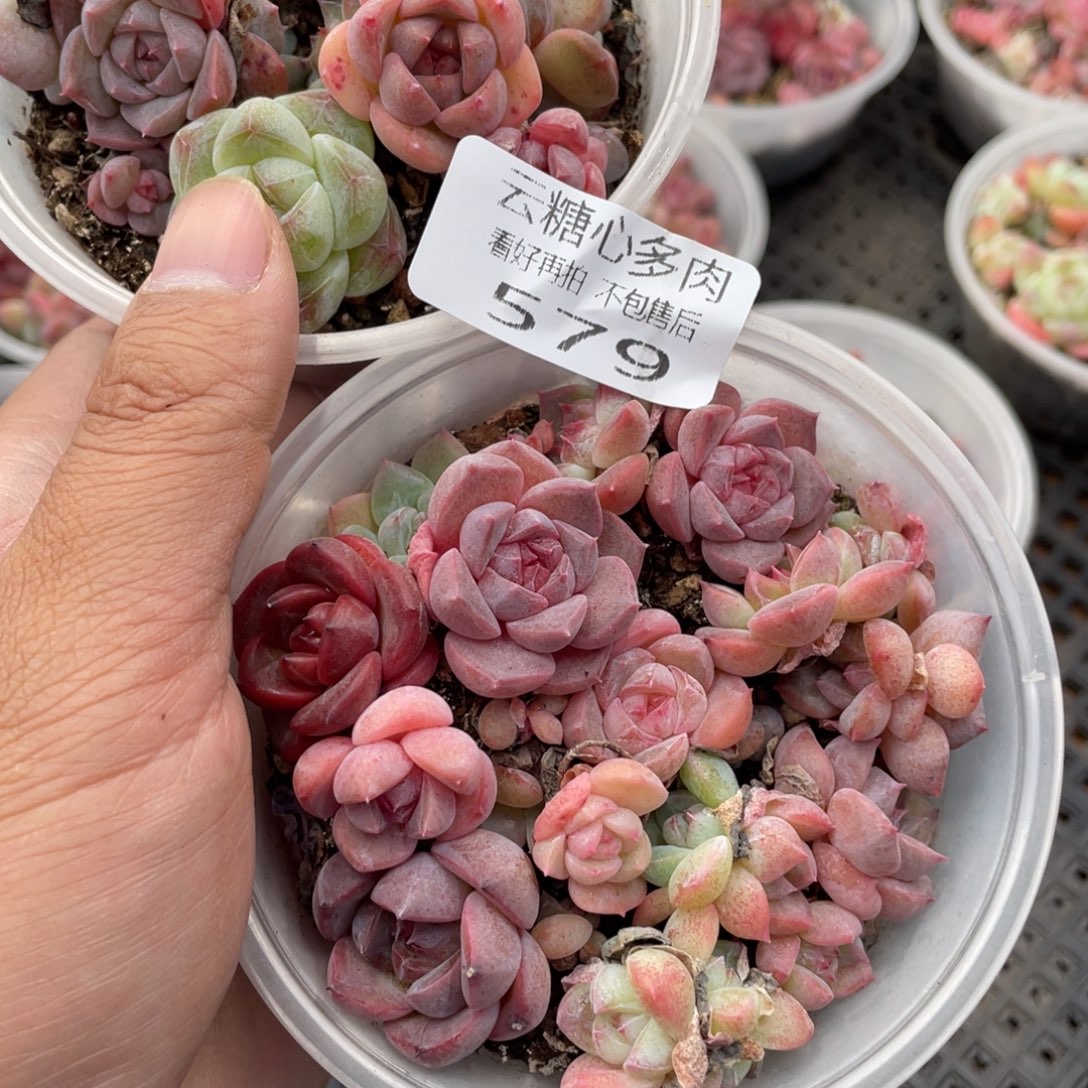 云糖心多肉植物579