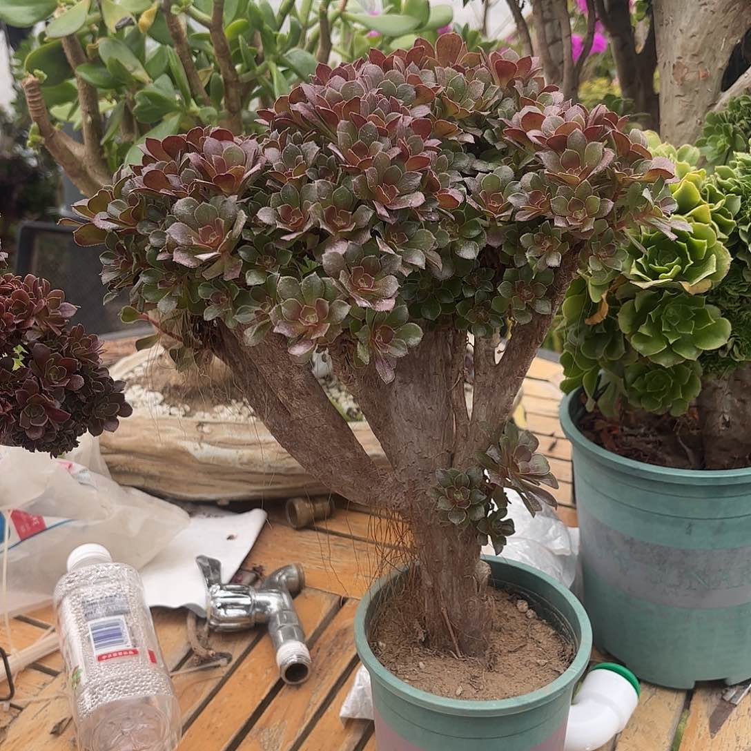 红陶哈哈哈哈哈哈哈哈哈哈