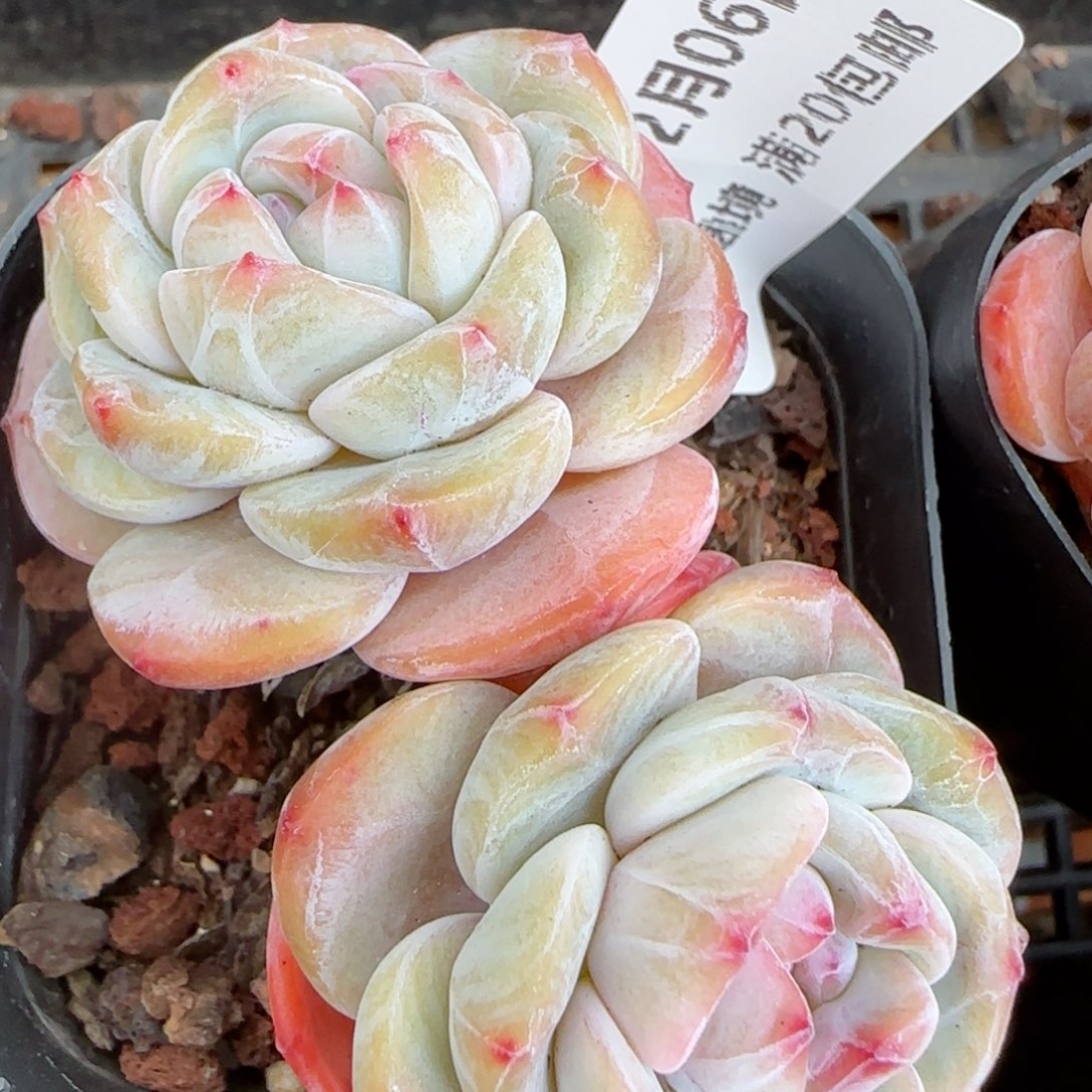 花语逸镜0206-315