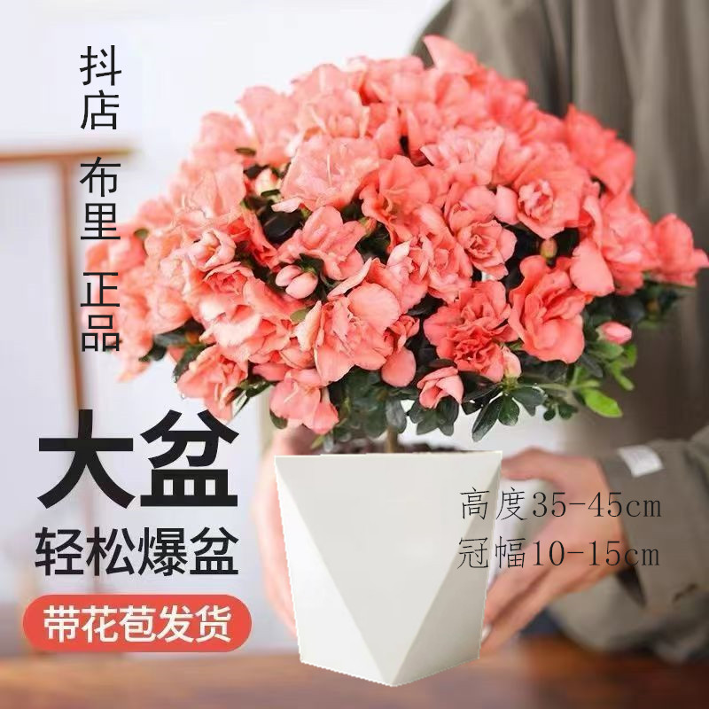 1【开仓特价】杜鹃花盆栽室内外绿植庭院阳台花卉带花苞好养植物