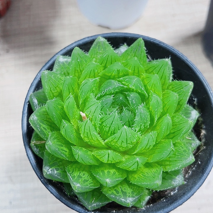 樱水晶多肉植物66666