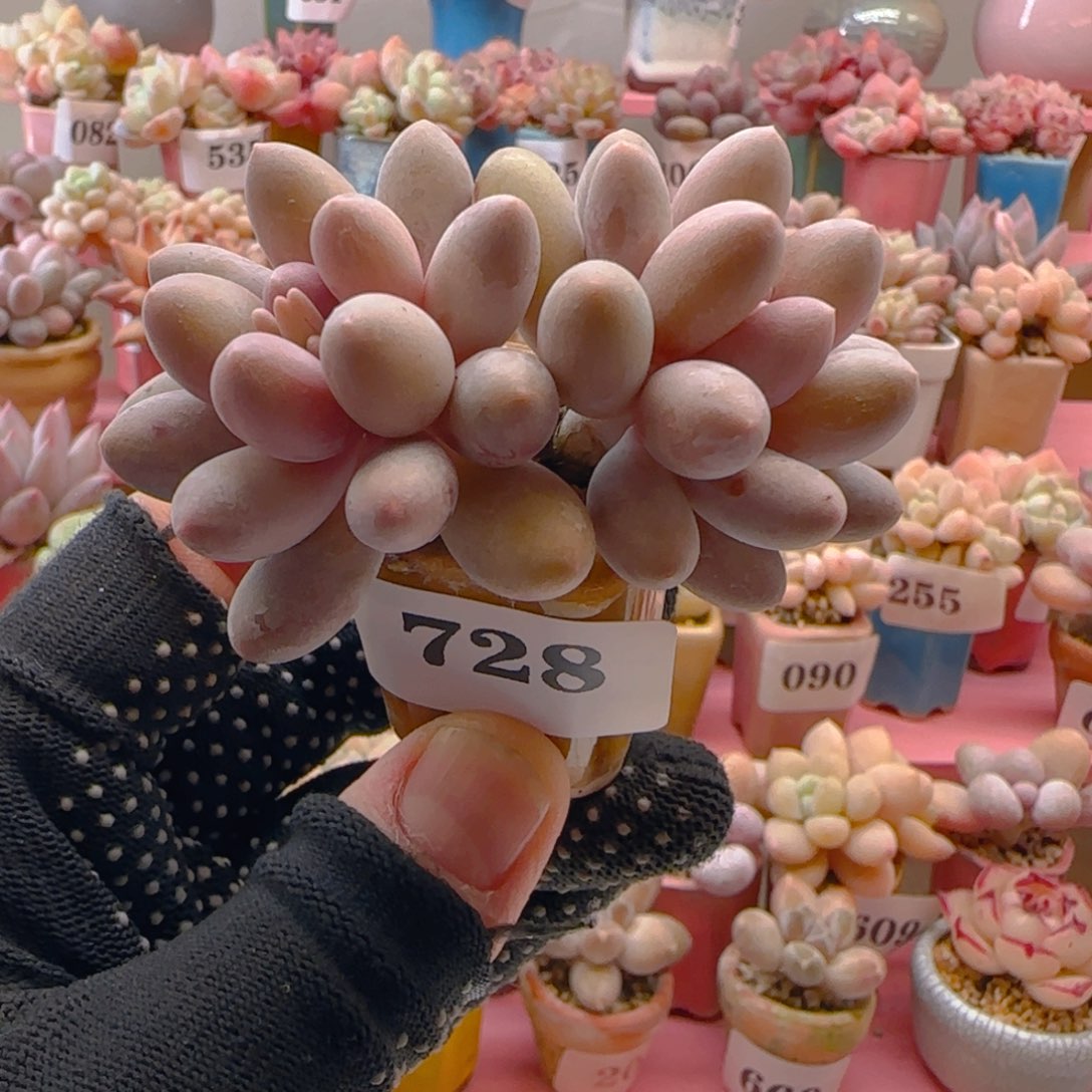 汤圆728 （38元包邮），带盆土发，月鸣多肉。