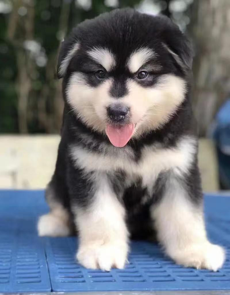 黑十字阿拉斯加幼犬熊板