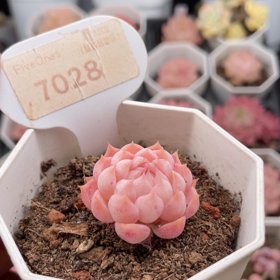 朱砂痣7028-3.0厘米