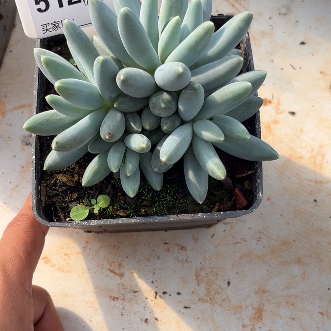 松果美人多肉植物512