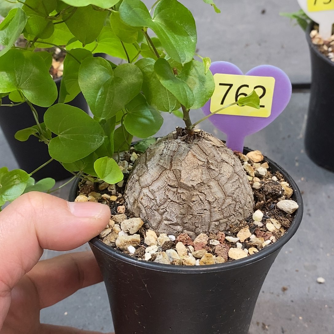 南非龟甲龙龟甲龙