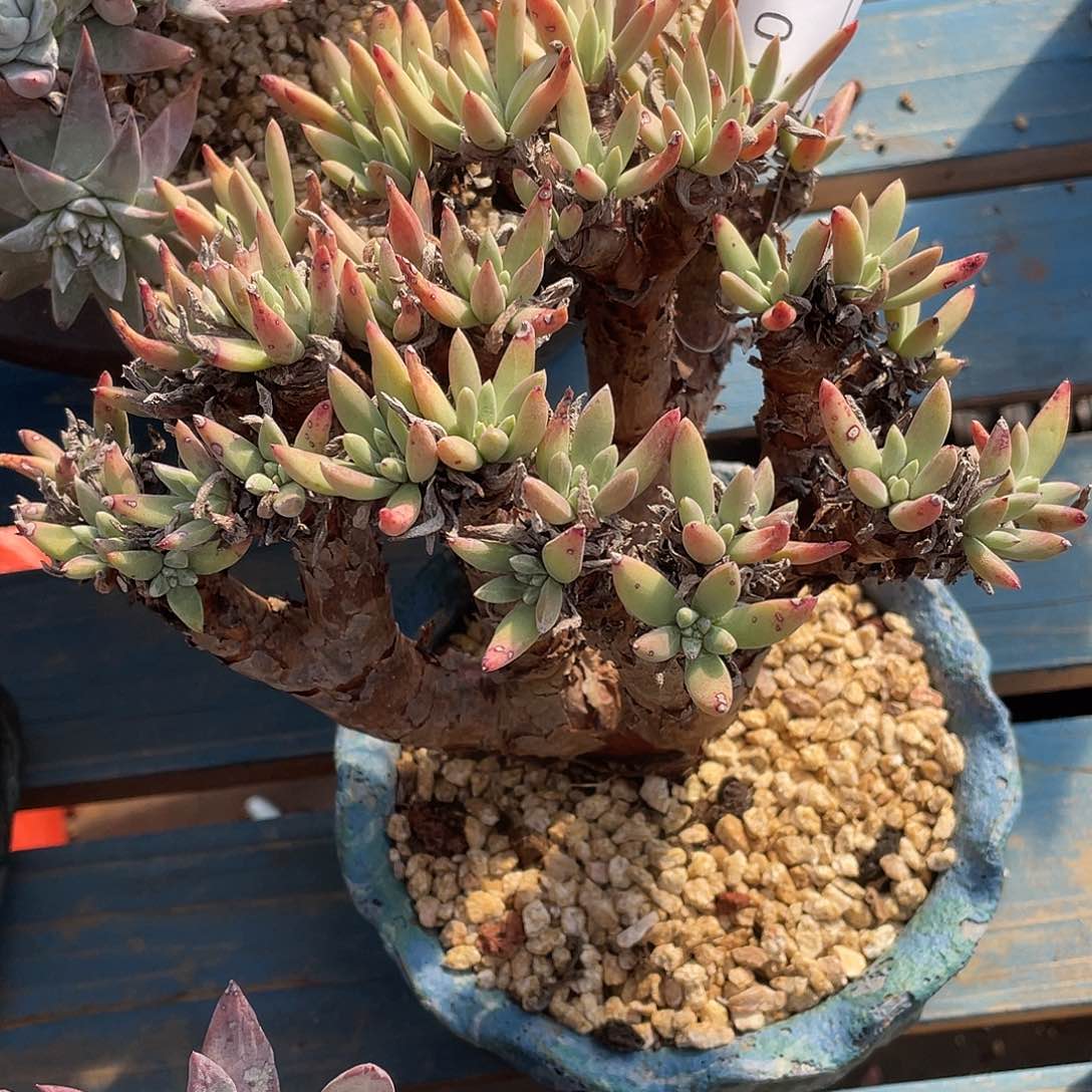 绿豆豆大群老桩多头10946