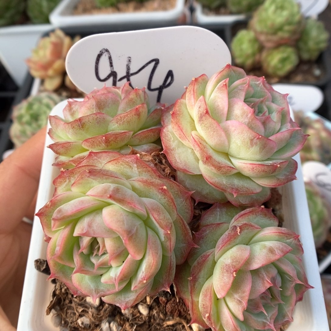 蔷薇珍妮群生954号。  