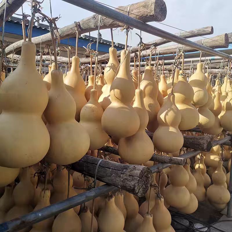 直播一物一图葫芦太大特大中小号摆件装饰品福禄到家天然葫芦