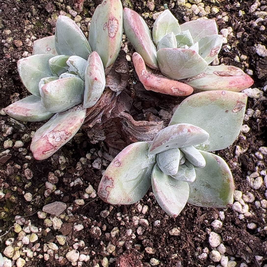 4407泡西弗洛拉仙女杯