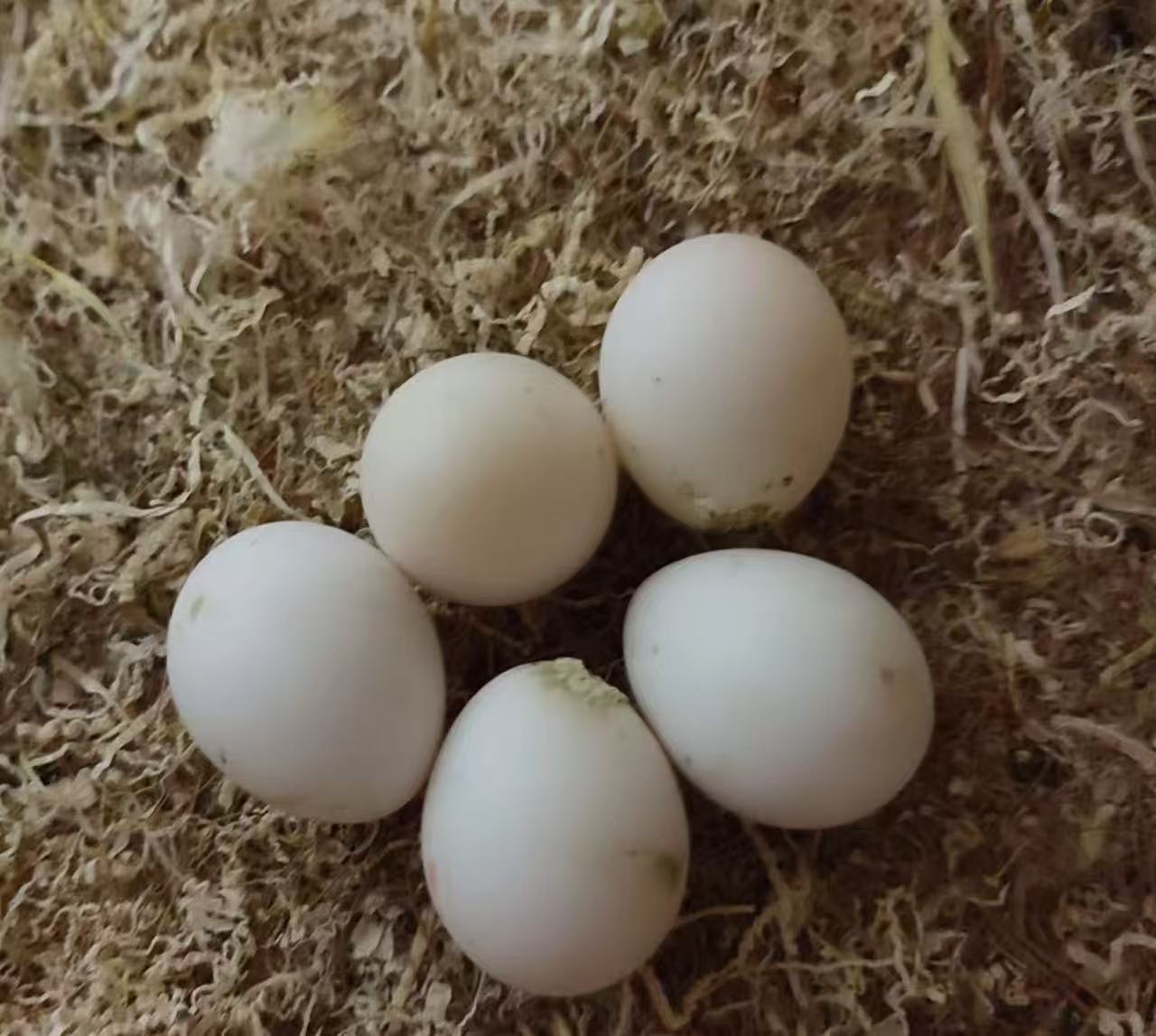 新鲜 蛋 当日 现掏1