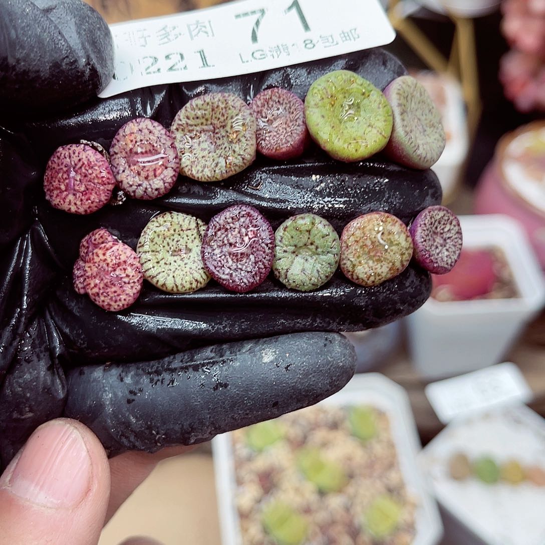 郎哥多肉生石花21-71
