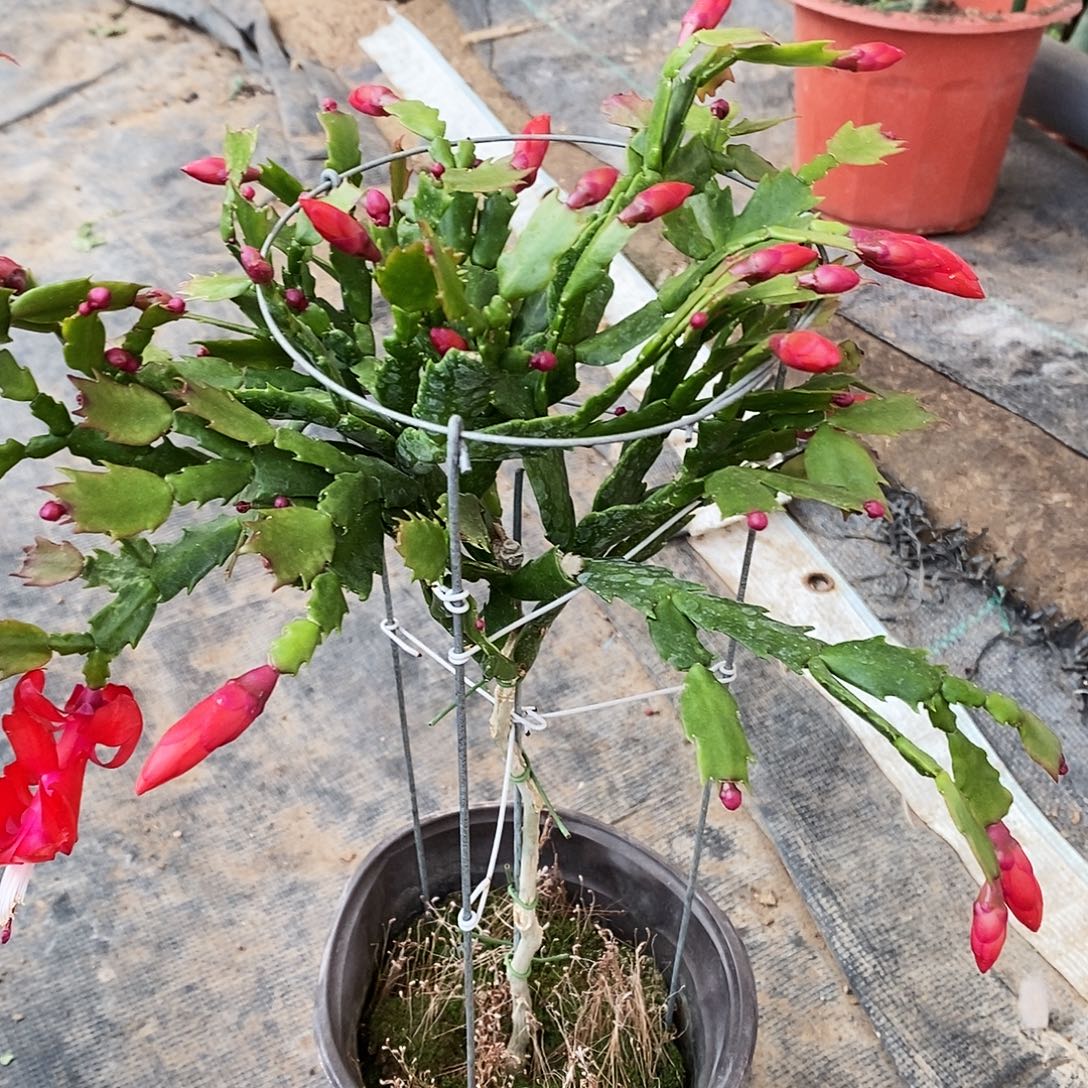 简***3完全开放福利款单层