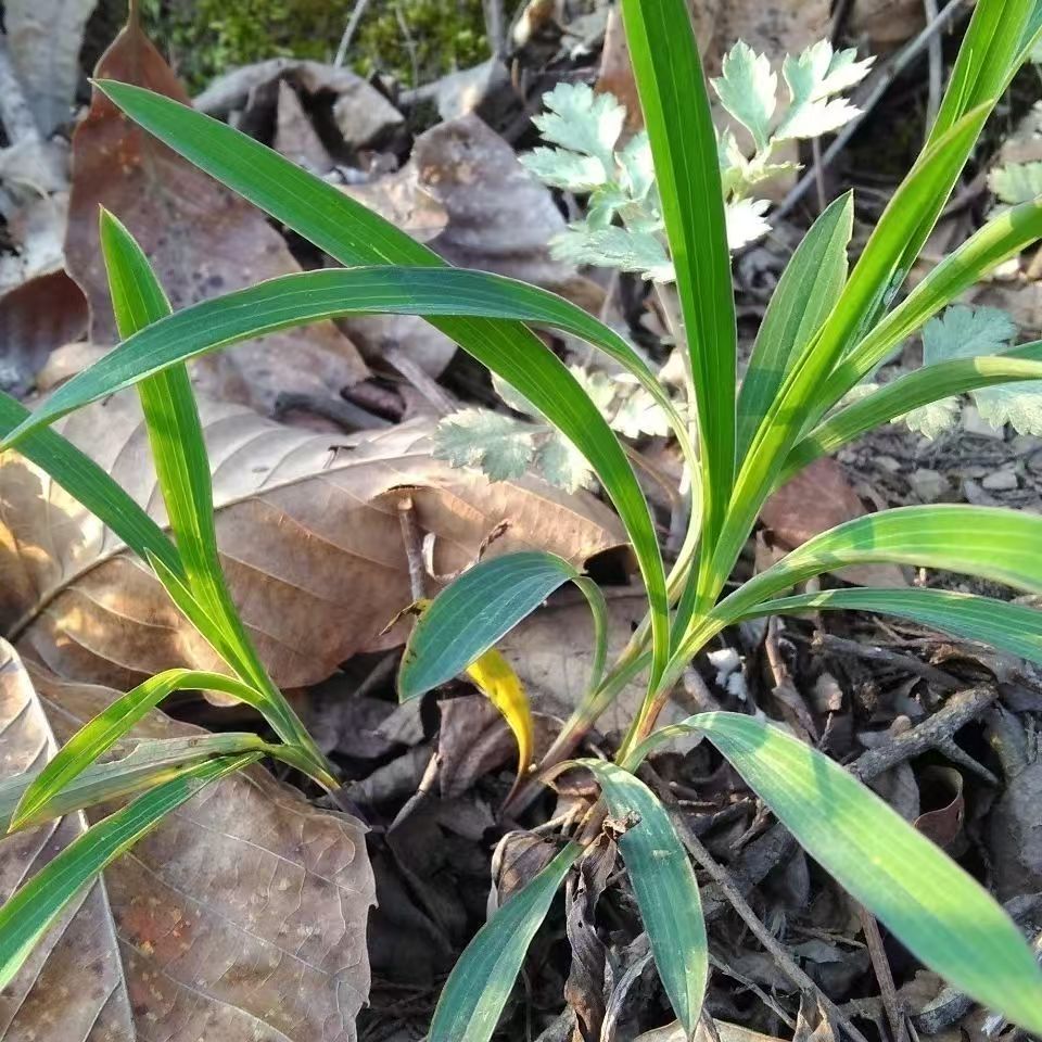 甘肃野生黑柴胡250克500克包邮