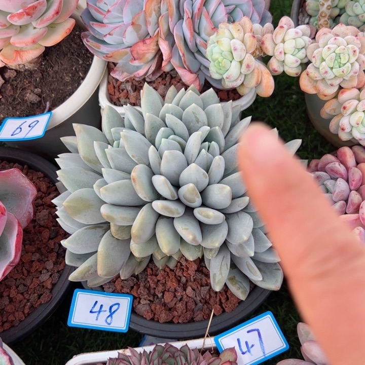 48胖美人朵朵平平安安健健康康