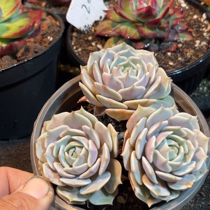 露娜莲惊鸿一物一拍包装收缩花旱