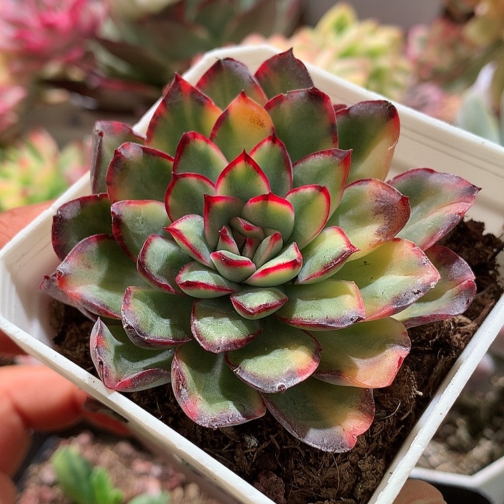 墨西哥灵隐拉丝锦