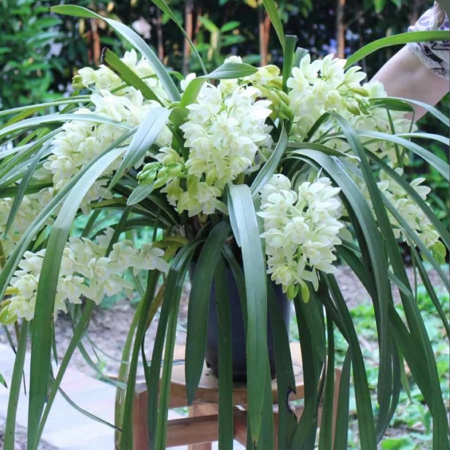 {王小帅专属}大花蕙兰——冰瀑（0度以下拍保温棉不拍不售后）