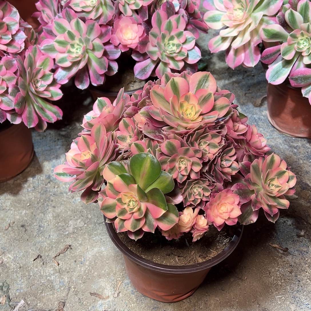 34多肉00000000000000