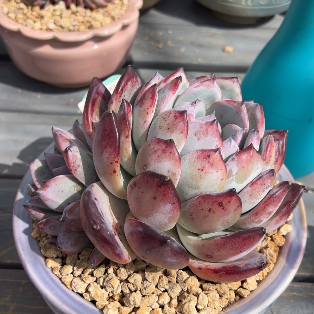 从前慢多肉精选编号0222.358