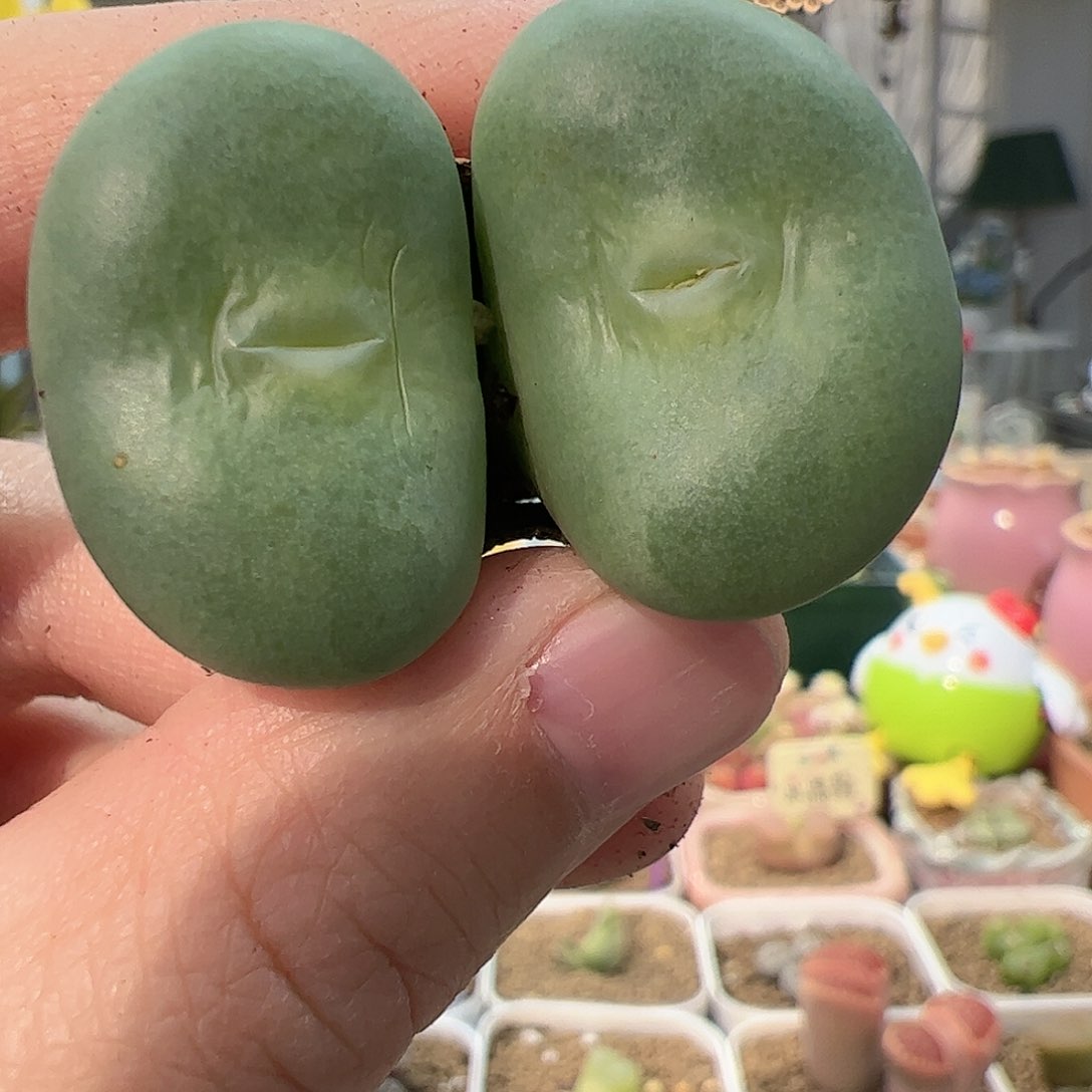 【闪购商品】29 嘟嘴大饼