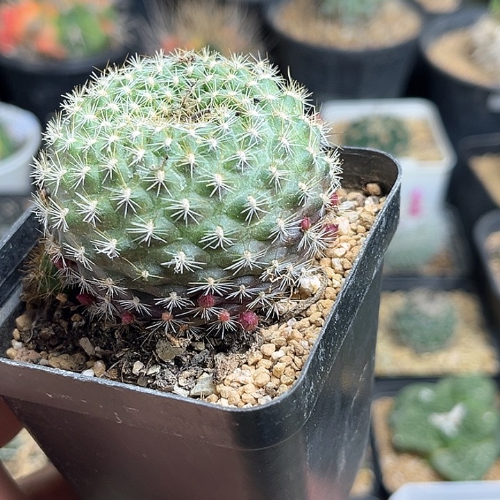 沟宝山实生球一颗4.7公分