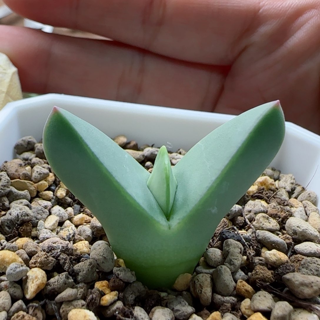 1-14-3-1当天满58包邮清货大翼多肉脱土