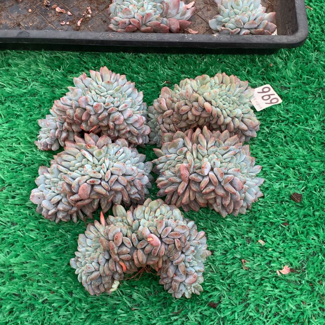969橙子缀多肉植物组合