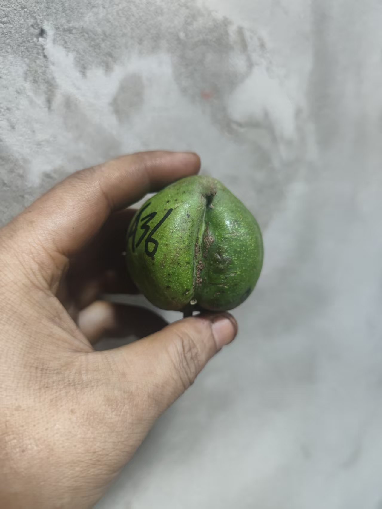 麒麟纹官帽文玩核桃1个-A36