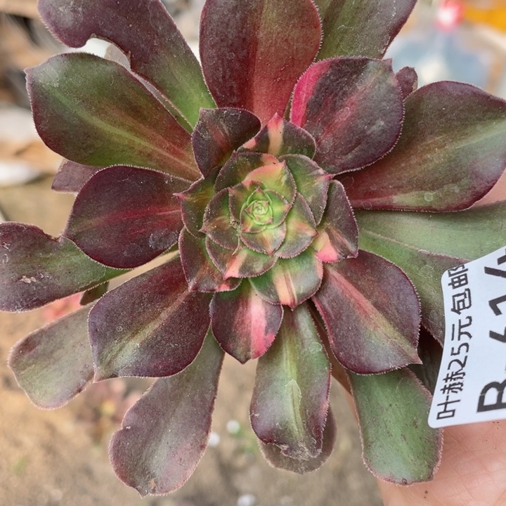 617绍七彩拉丝多肉