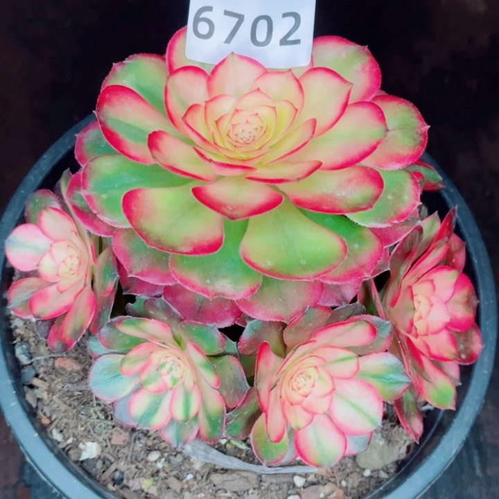 黄荔枝特价多肉发货