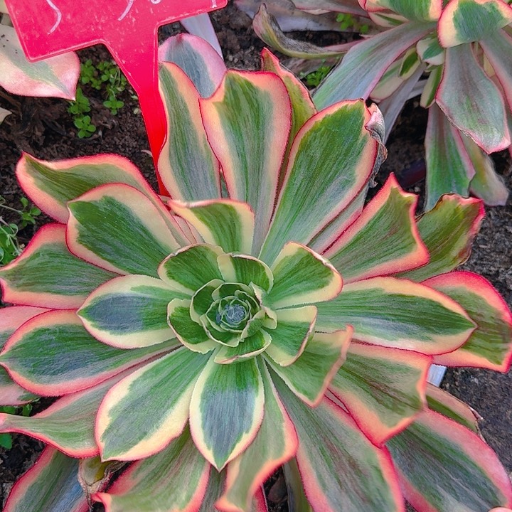 3-367魅影多肉法师