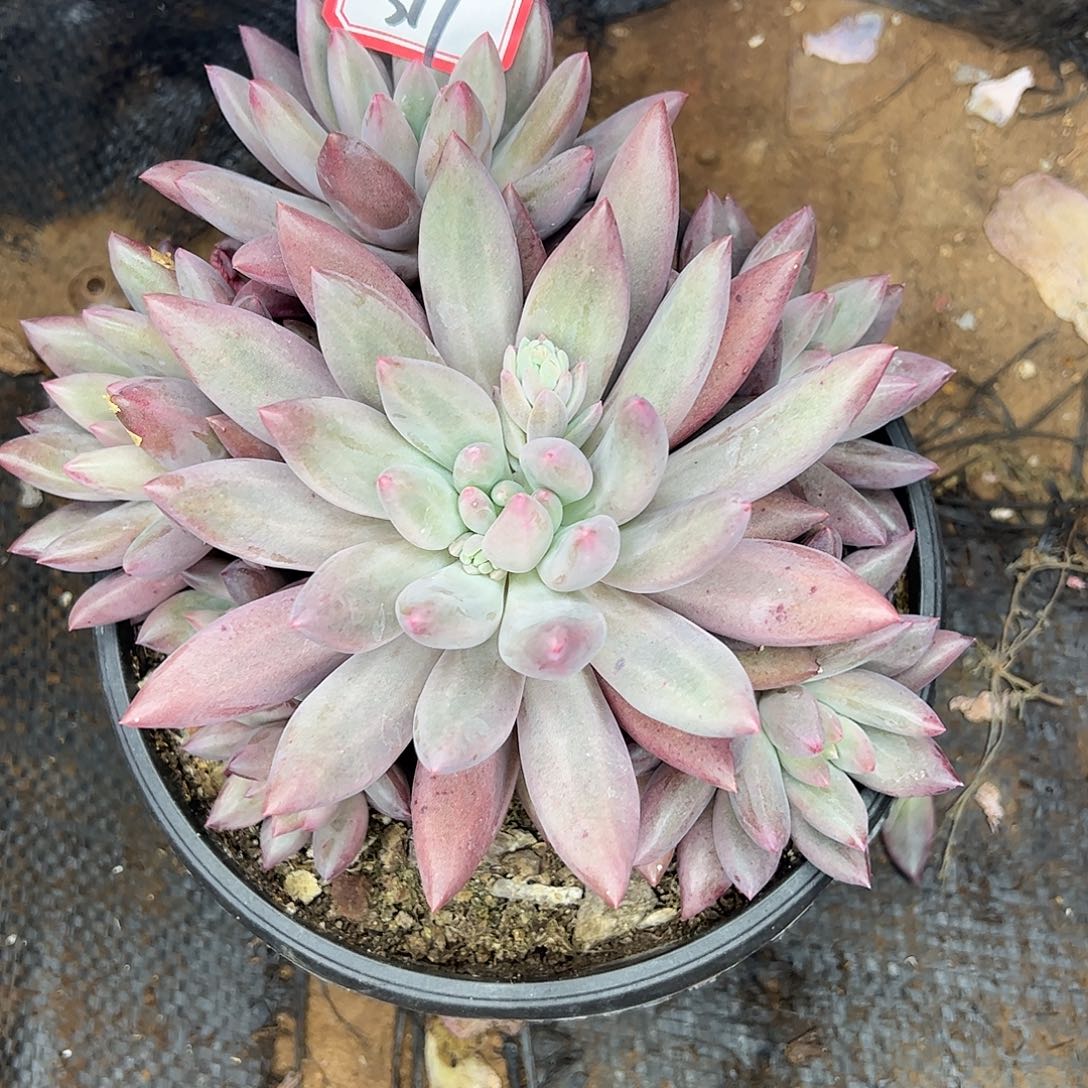 317号红蜻蜓，一物一拍