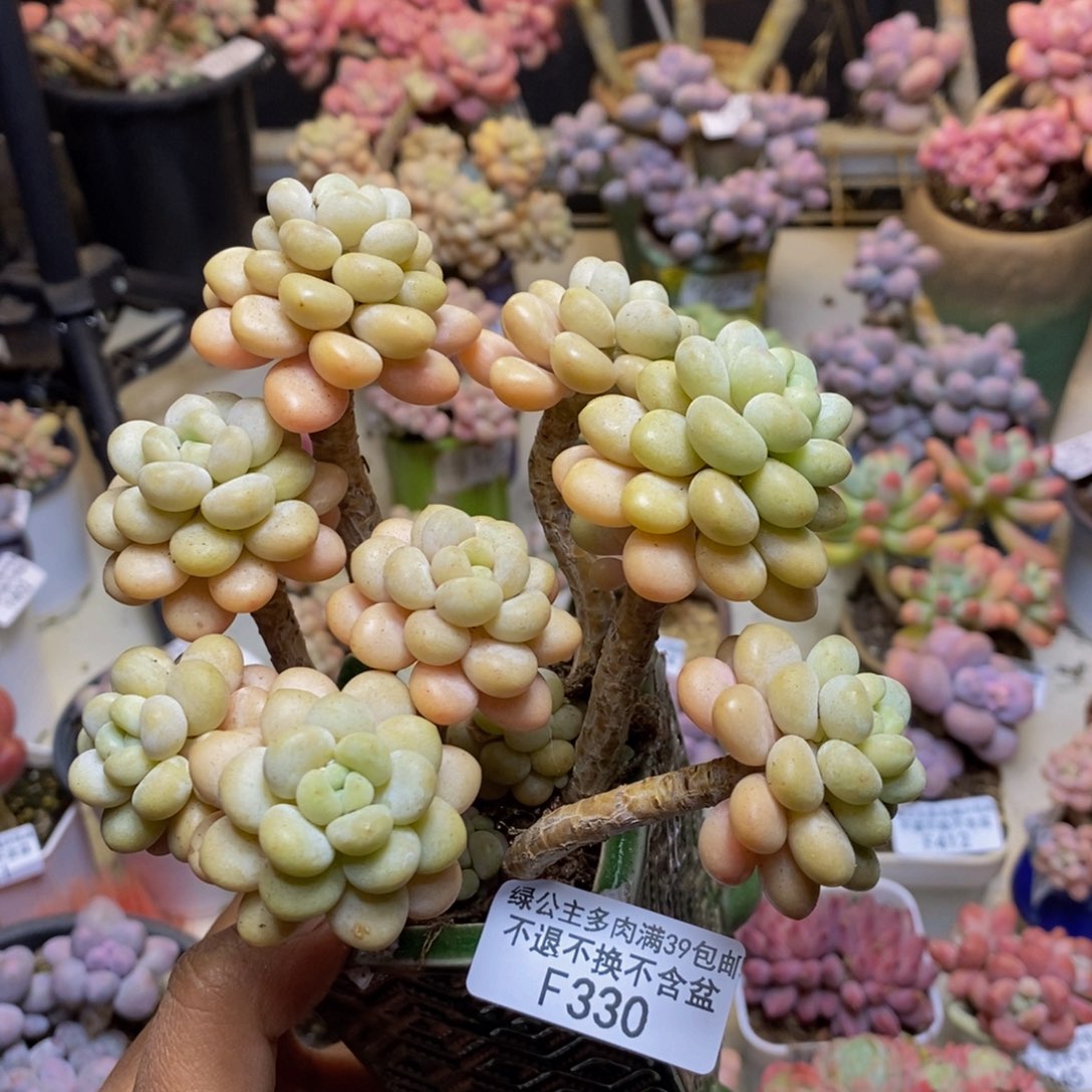 330洛可可多肉10c m