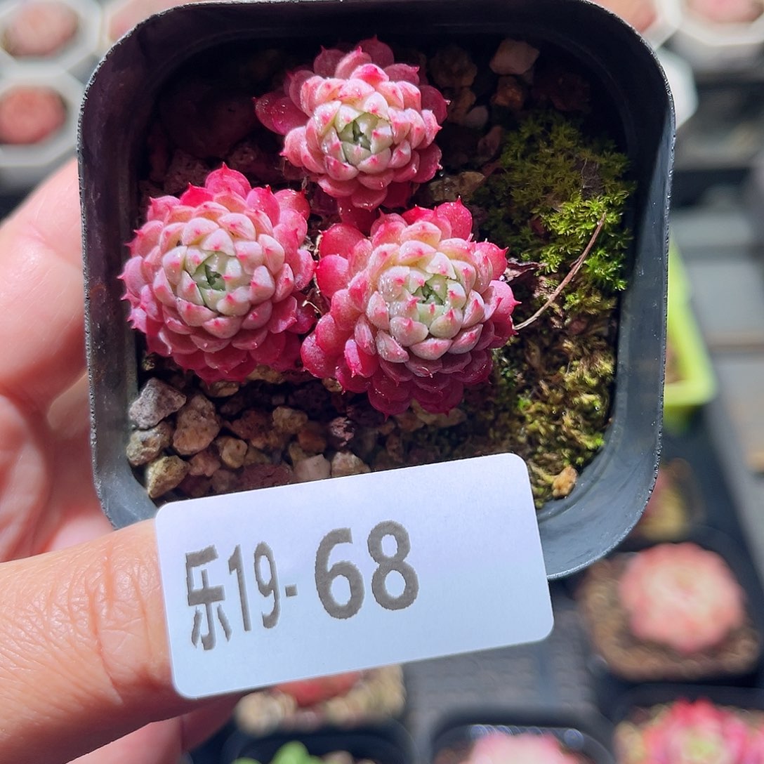 乐19-68 小红丁不包整