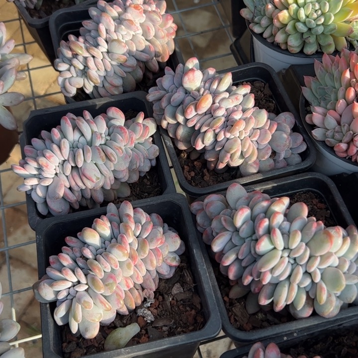 新疆包邮 粉兔缀