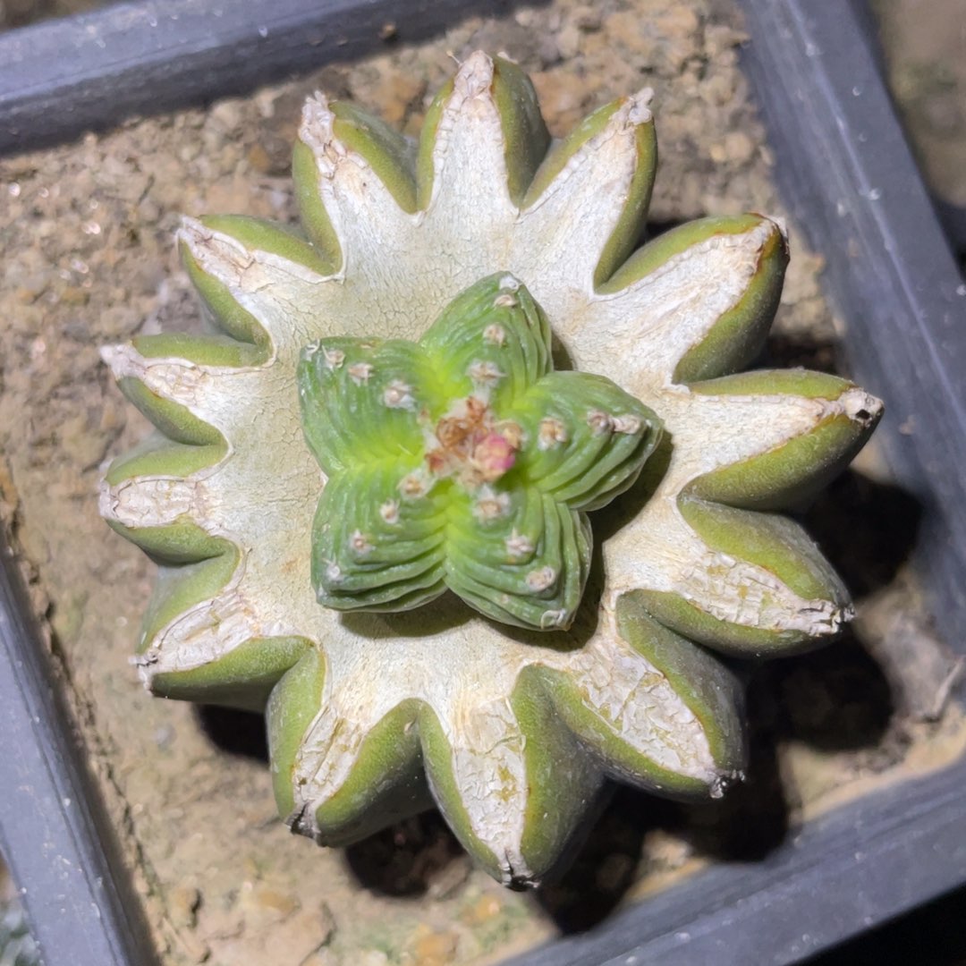 全部花朵五星花笼 