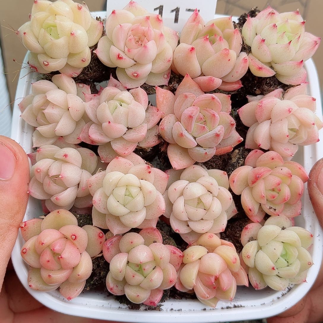 1-117 新疆西藏内蒙不发12.8包邮2-3公分多肉